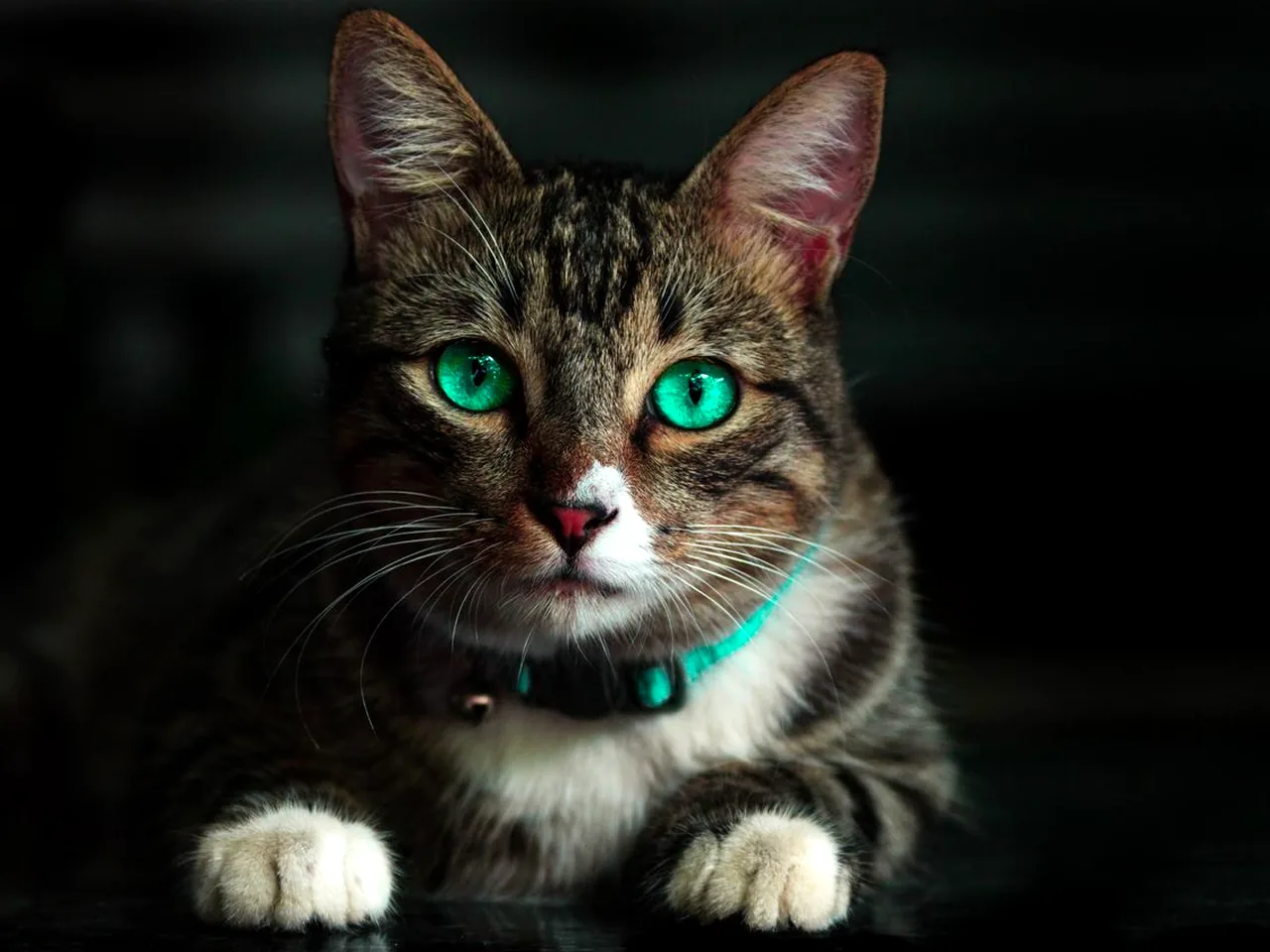 猫咪为什么爱踩奶？从幼猫记忆到安全感的行为密码