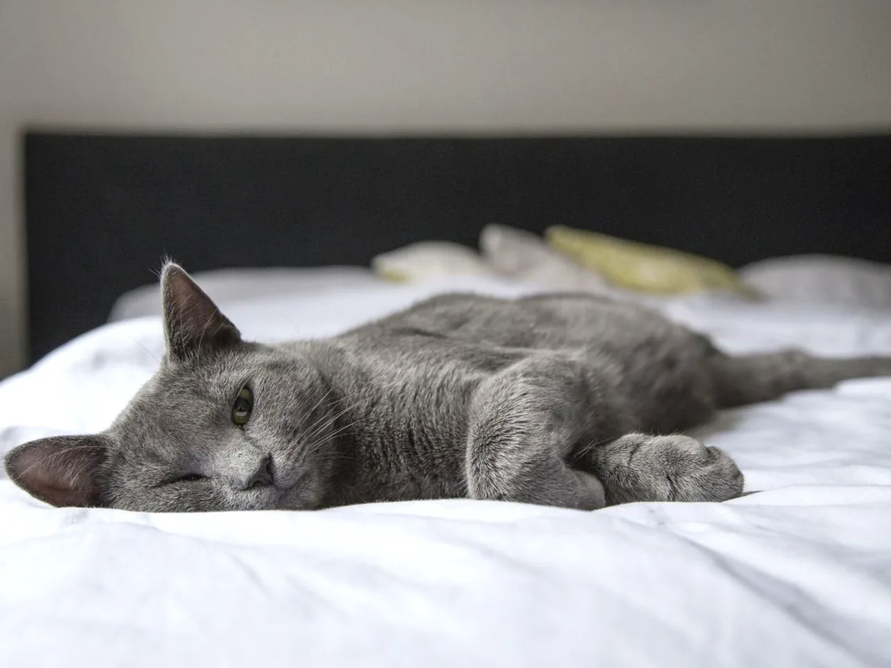 幼猫社会化训练全攻略：让猫咪从小亲近人不胆小