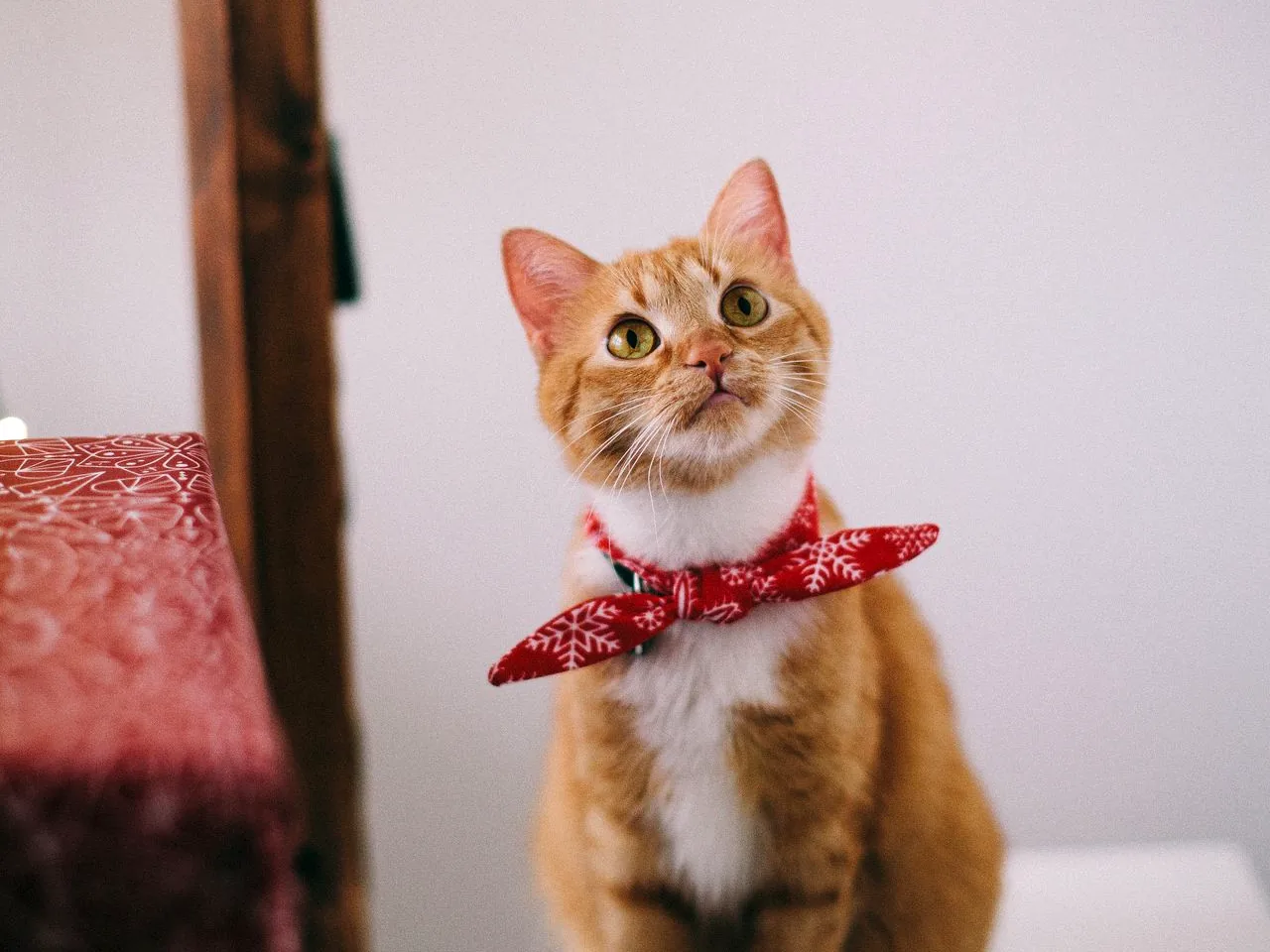 猫咪图片