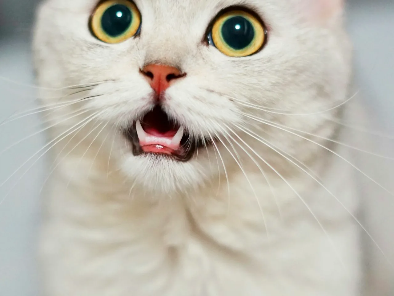 猫咪一天睡16小时，是真懒还是天性？揭秘喵星人的睡眠规律