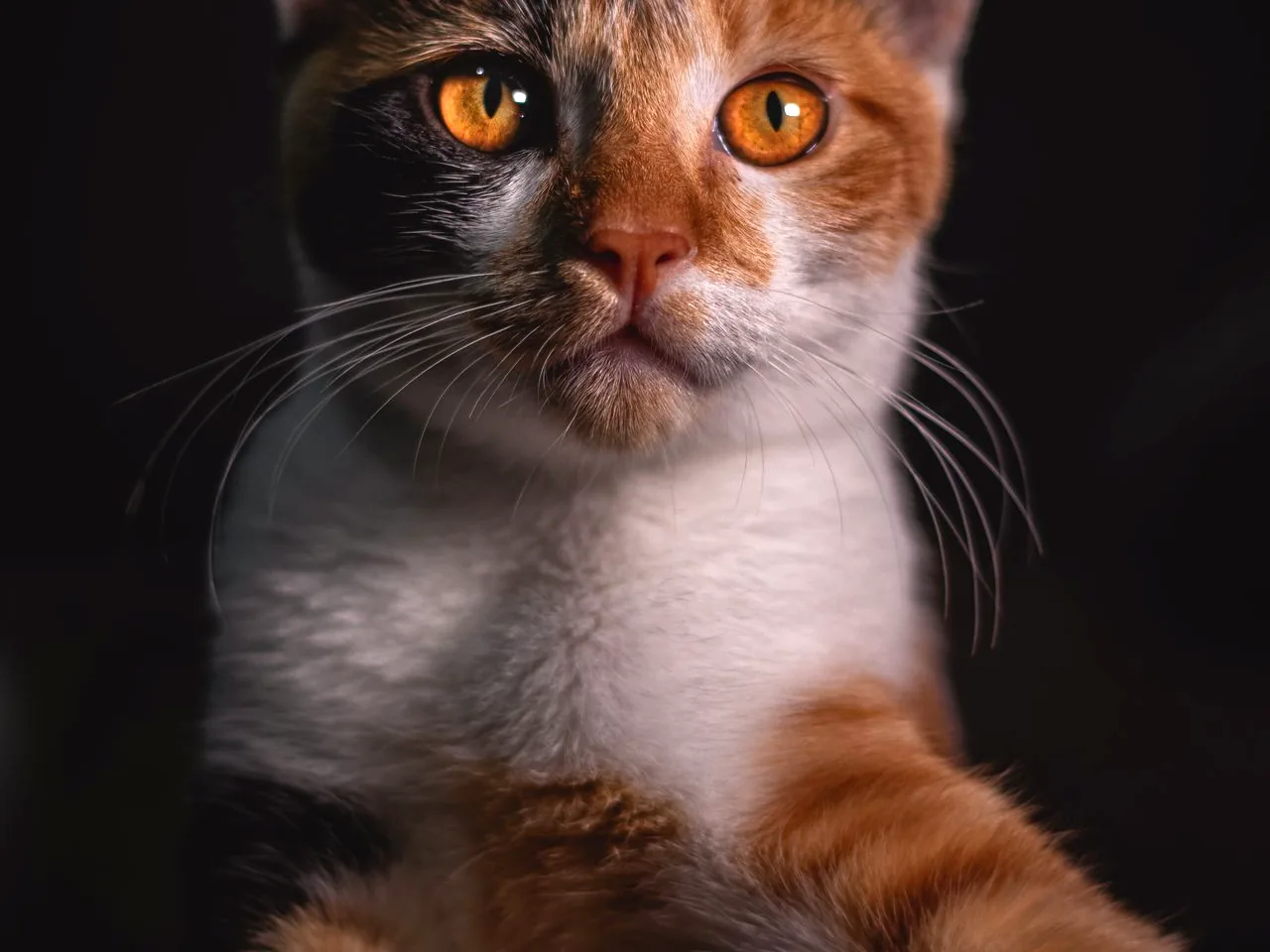 猫咪养护知识配图