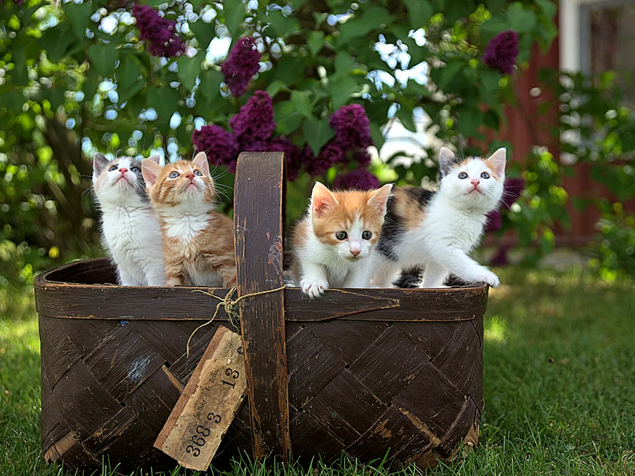 猫咪绝育全指南：最佳时间、术前准备与术后护理