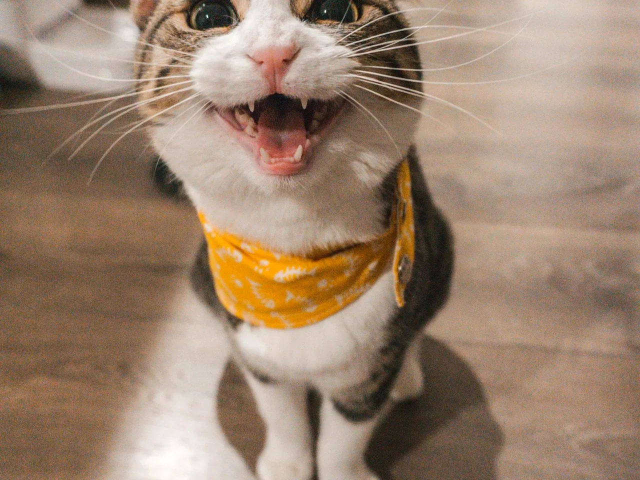 猫咪养护知识配图
