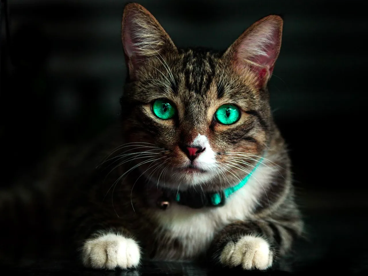 猫咪与狗对比的图片