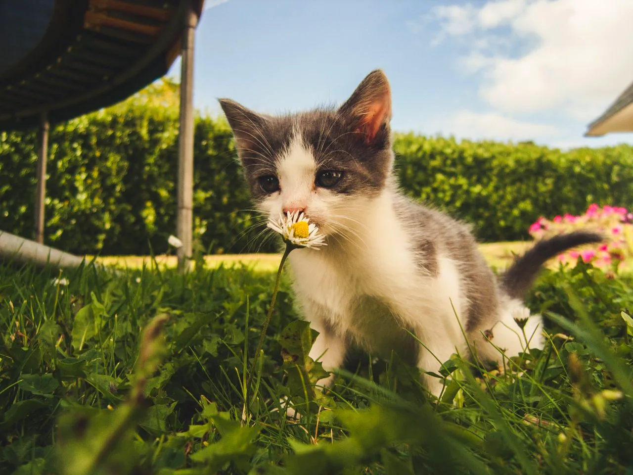 猫咪养护知识配图