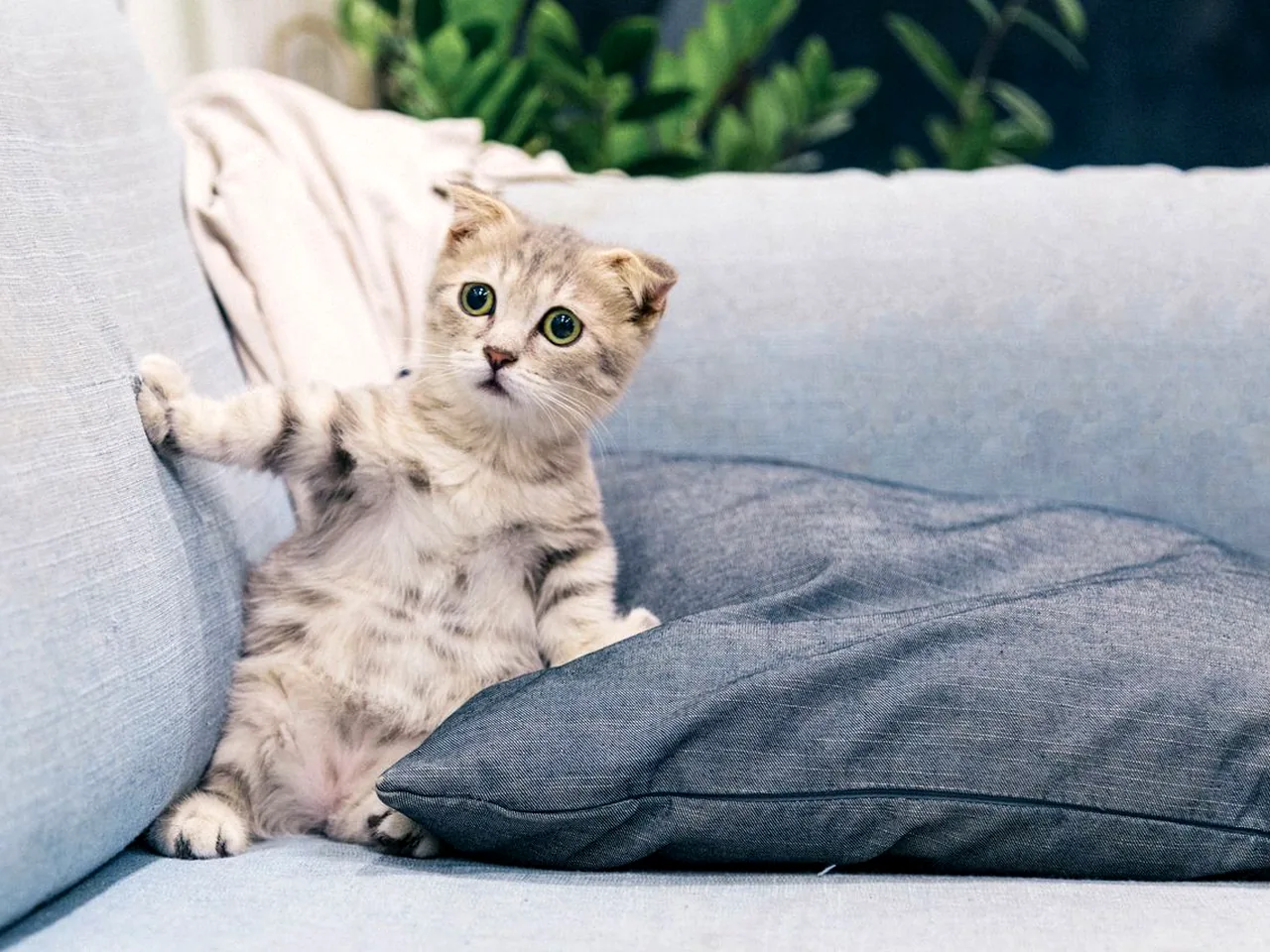 猫咪养护知识配图