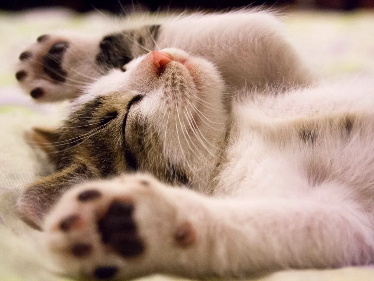 猫咪最讨厌主人的10个行为,你中招了吗