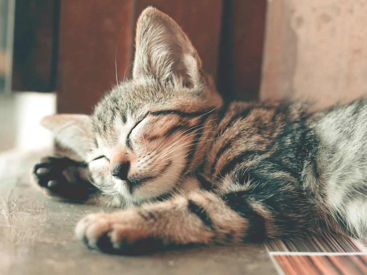 猫咪养护知识配图