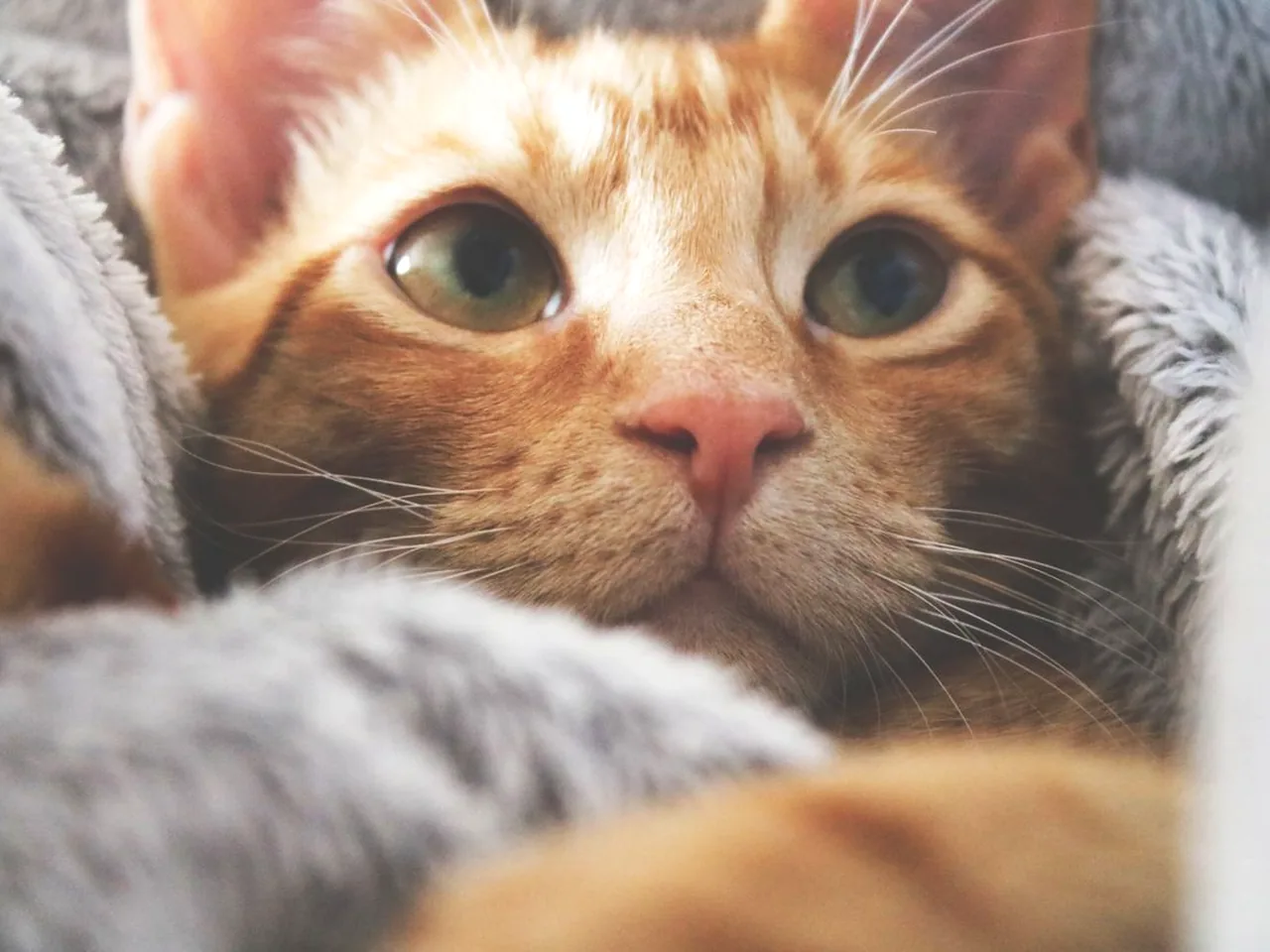 猫咪养护知识配图