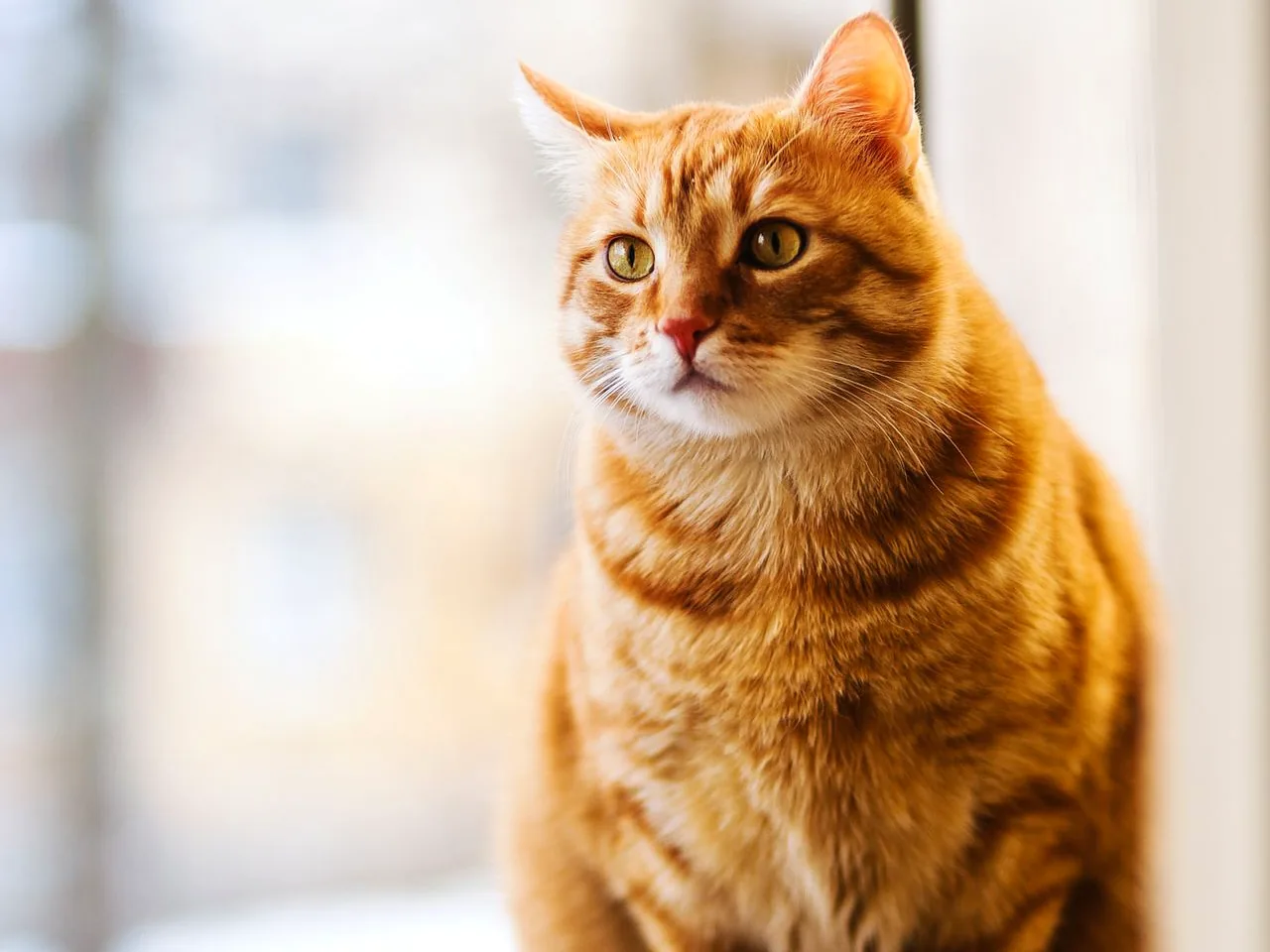 狸花猫的图片