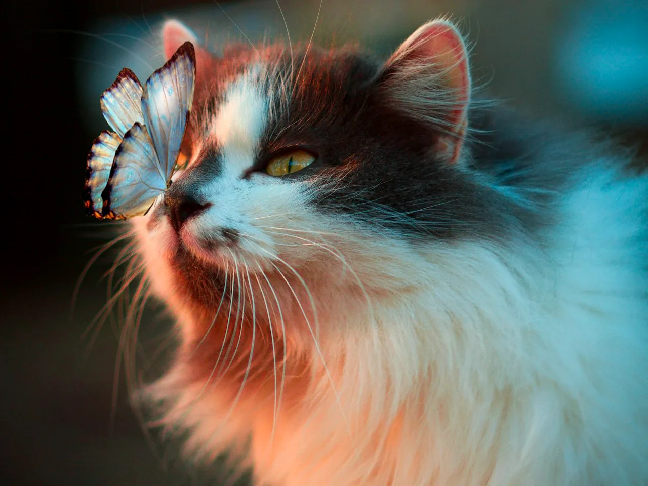 波斯猫养护技巧:扁平脸的泪痕护理与呼吸问题