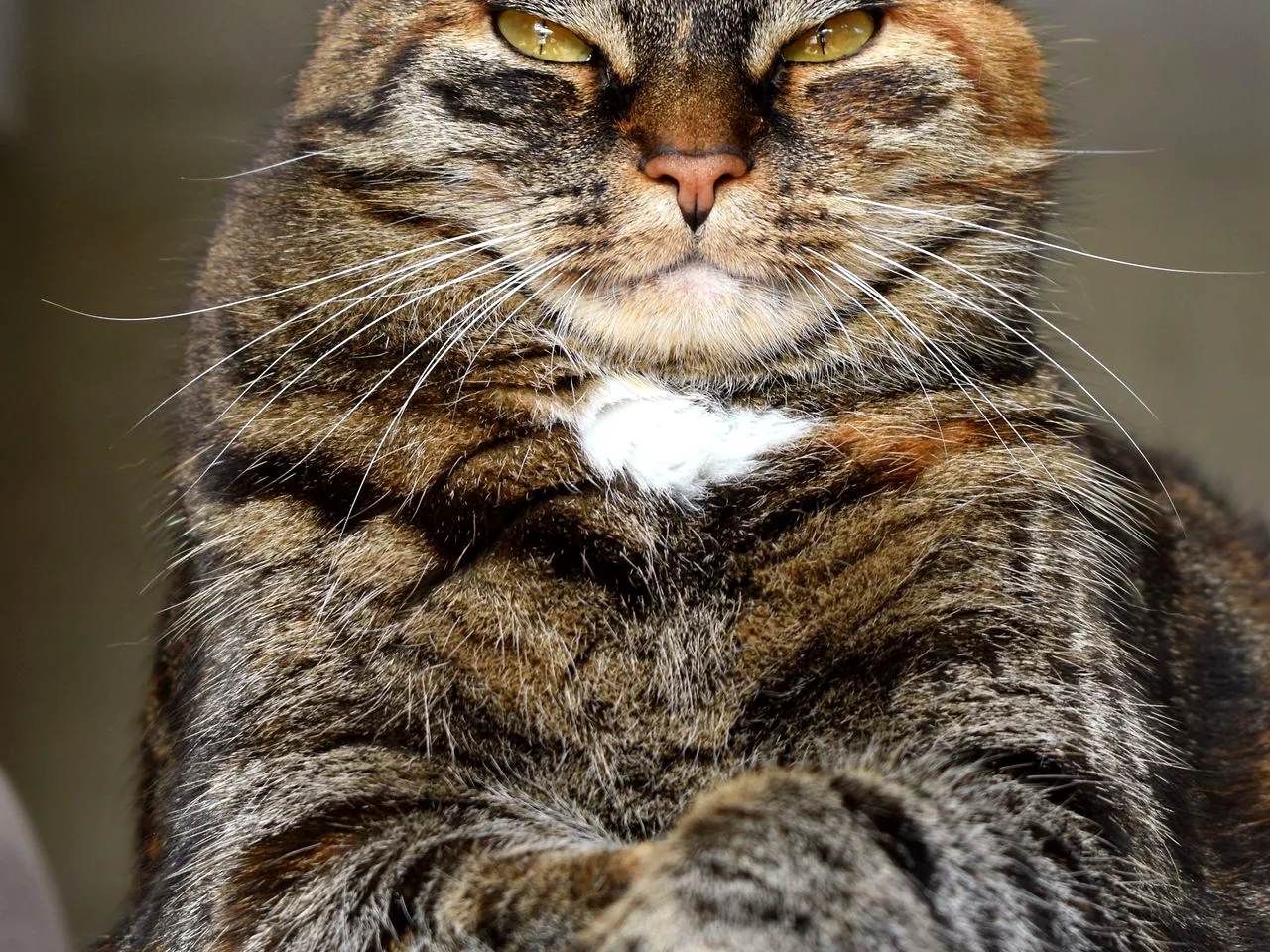 猫咪养护知识配图