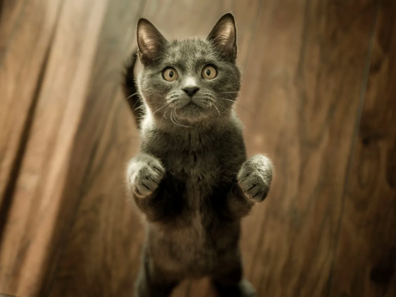 猫咪养护知识配图