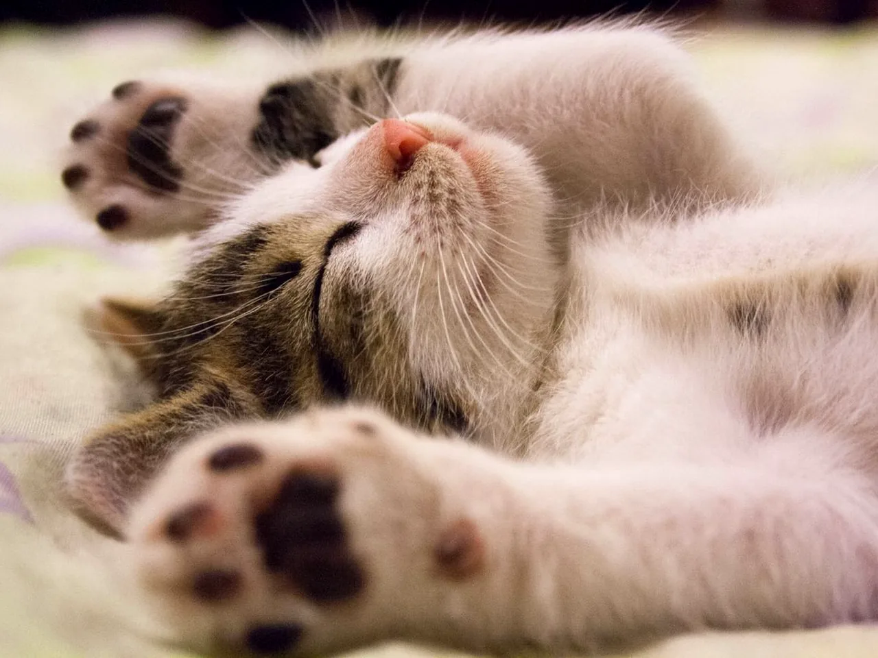 猫咪不爱喝水怎么办?10个科学补水小技巧