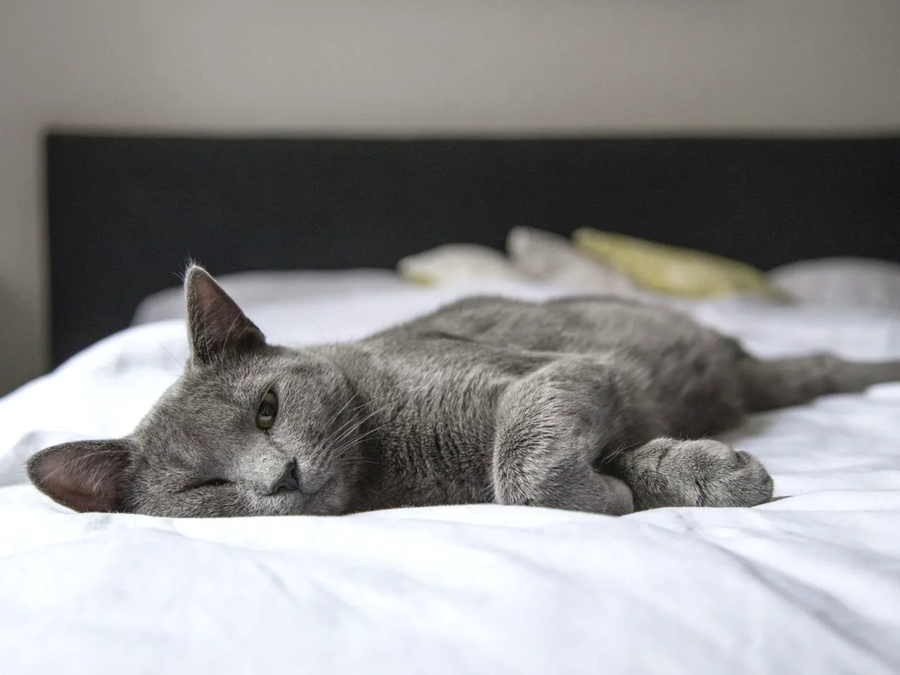 自动猫砂盆值得买吗?优缺点与选购建议