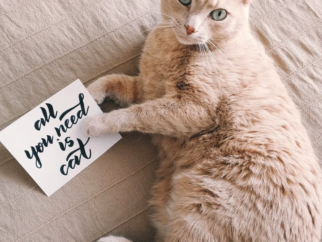 猫咪健康配图