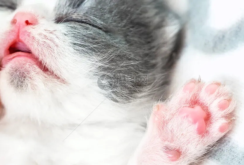 猫咪猫咪基础配图7