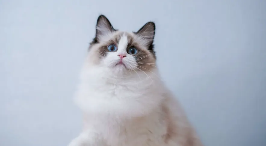 猫咪换毛季怎么护理？掉毛管理全攻略示意图