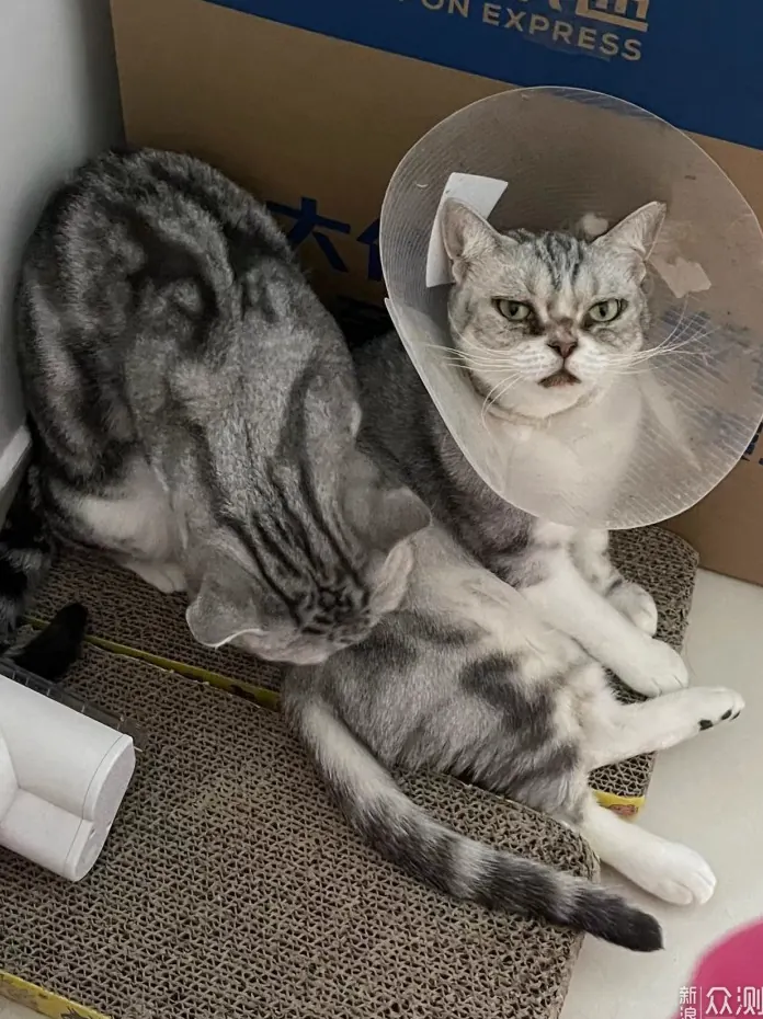 猫咪拆家怎么办？家具保护与行为引导示例图