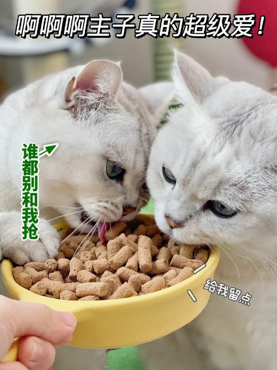 猫咪刷牙怎么刷?口腔护理入门示例图