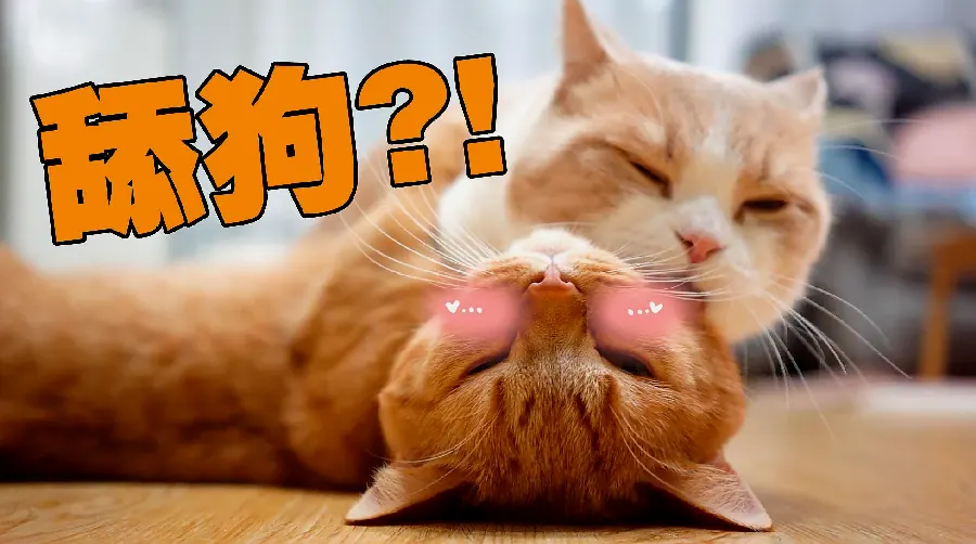 猫咪为什么怕黄瓜？警惕反应与应激管理示例图