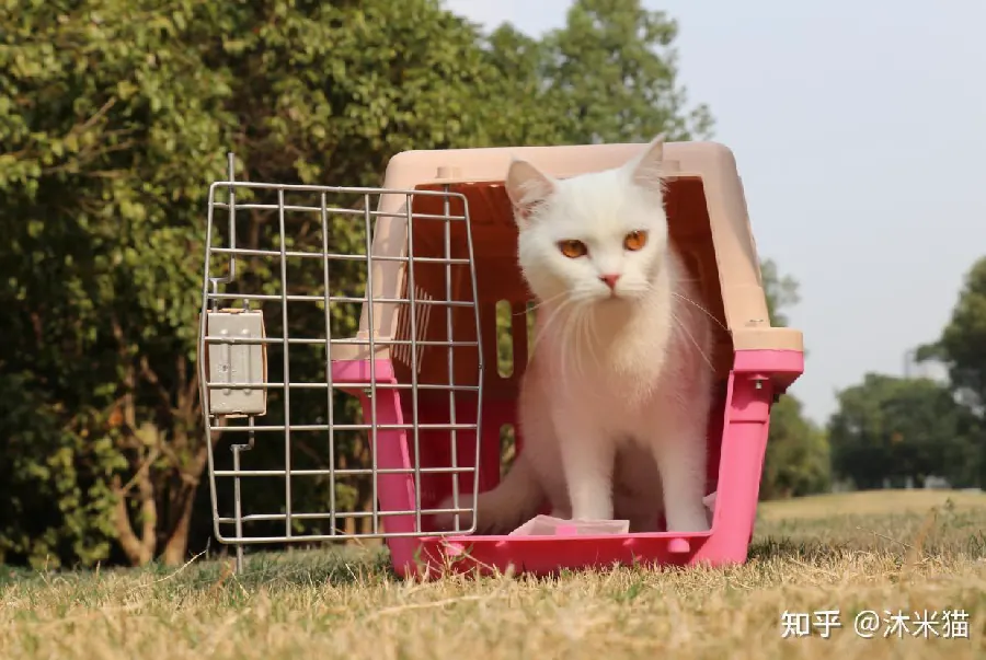 猫咪睡觉的位置说明什么？