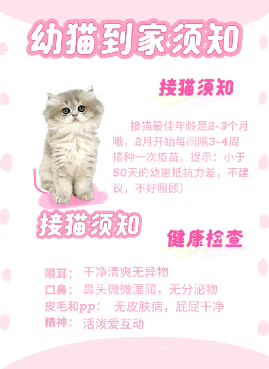 猫咪便秘怎么办？排便问题的识别与护理示意图