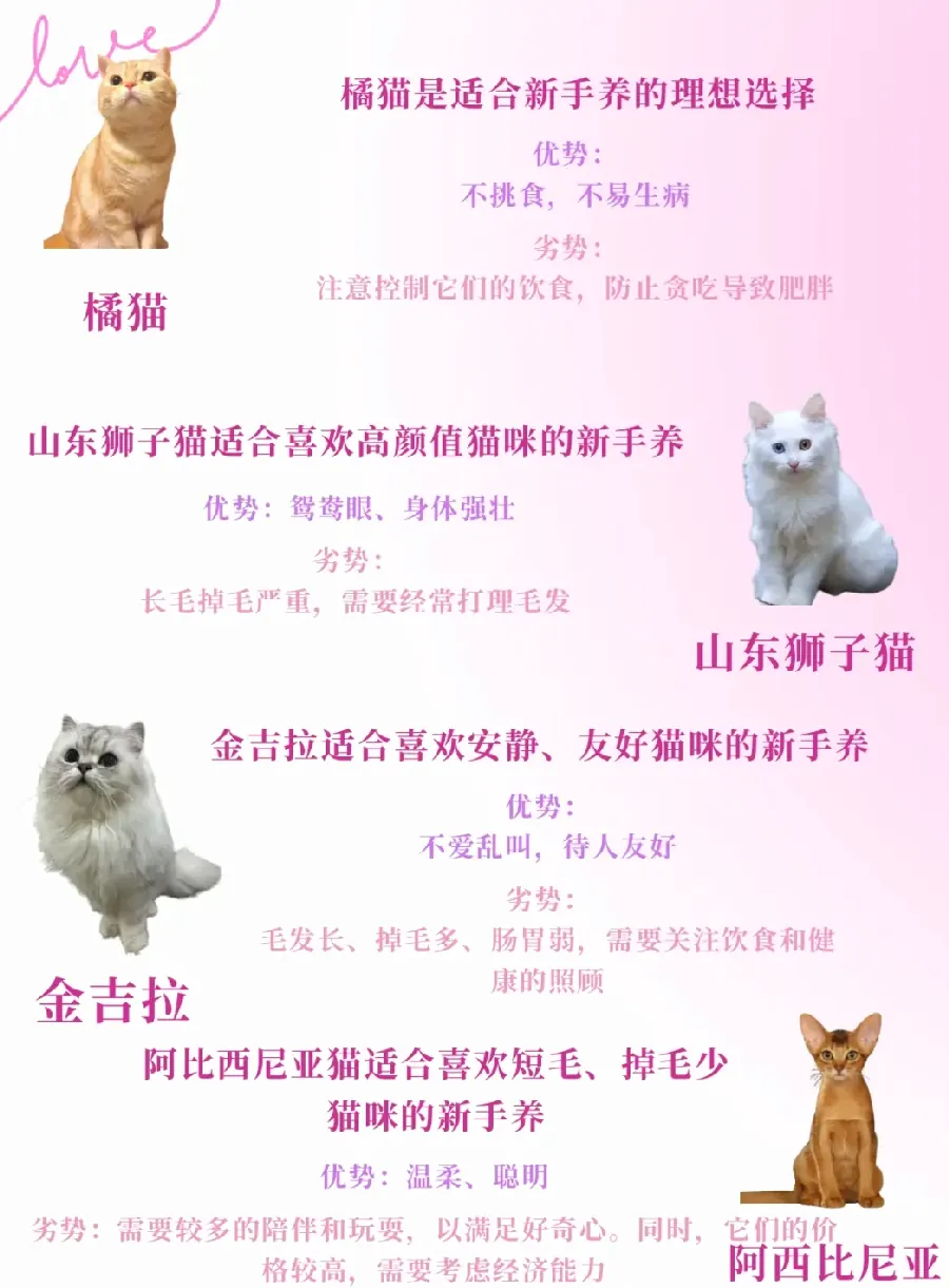 猫咪换毛季怎么护理？掉毛管理全攻略
