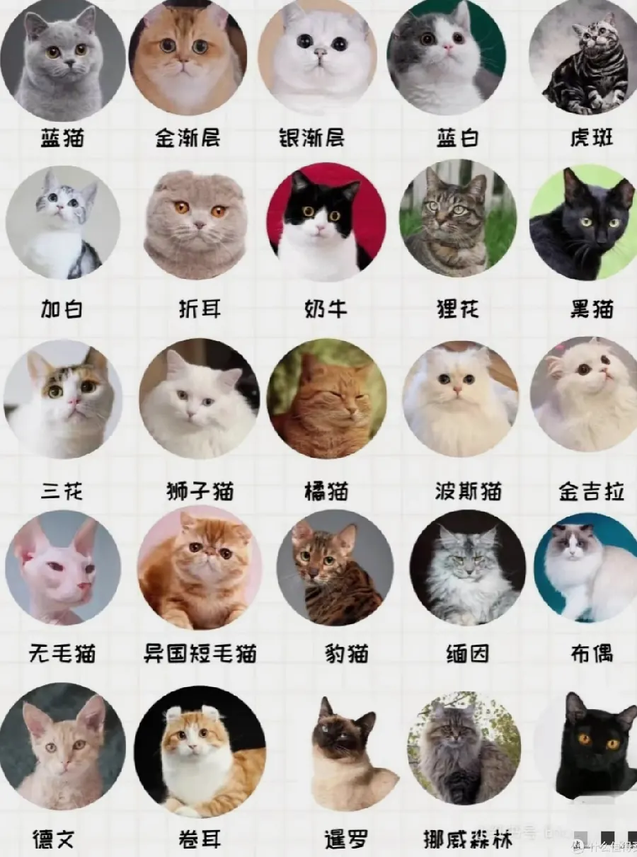 中华田园猫的优点：本土猫的独特魅力示意图