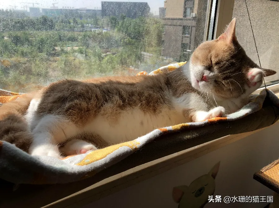 猫咪的领地意识：标记、巡逻与“占地盘”