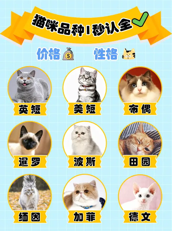 猫咪减肥怎么减？胖猫的科学瘦身示意图