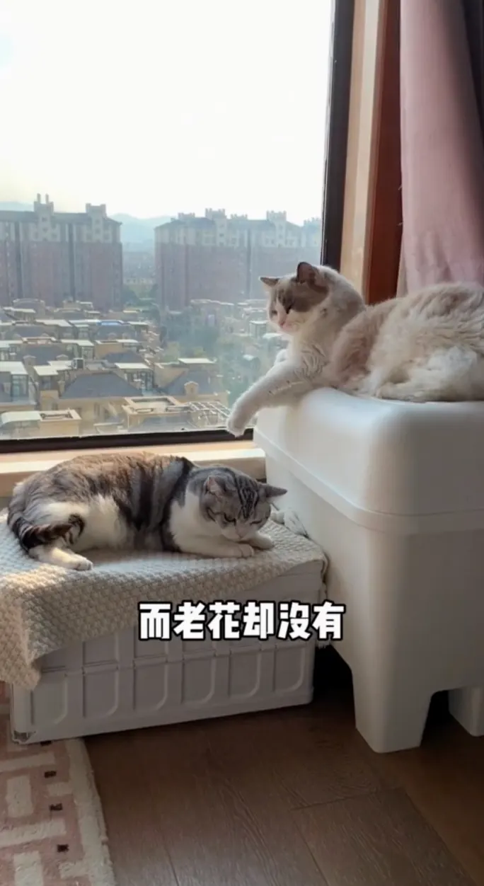 猫咪为什么怕黄瓜？警惕反应与应激管理