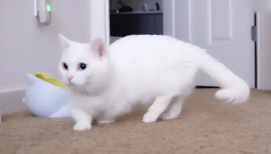 猫咪鼻子湿湿的正常吗？鼻子健康小课堂示意图