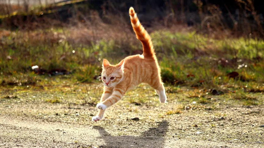 猫咪便秘怎么办？排便问题的识别与护理示例图