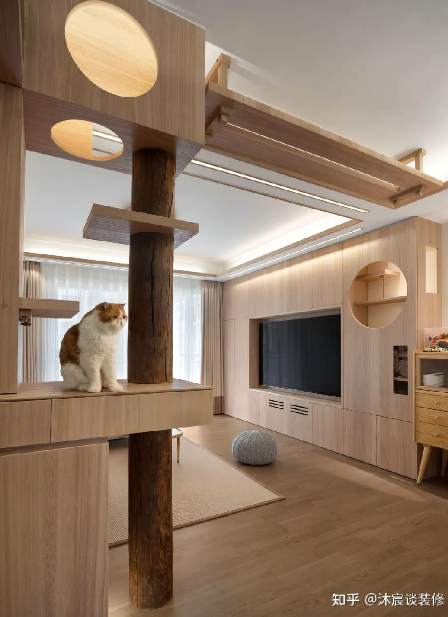 猫咪养猫经验配图4