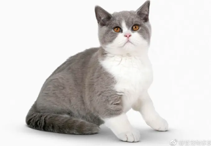 猫咪换毛季怎么护理？掉毛管理全攻略示例图