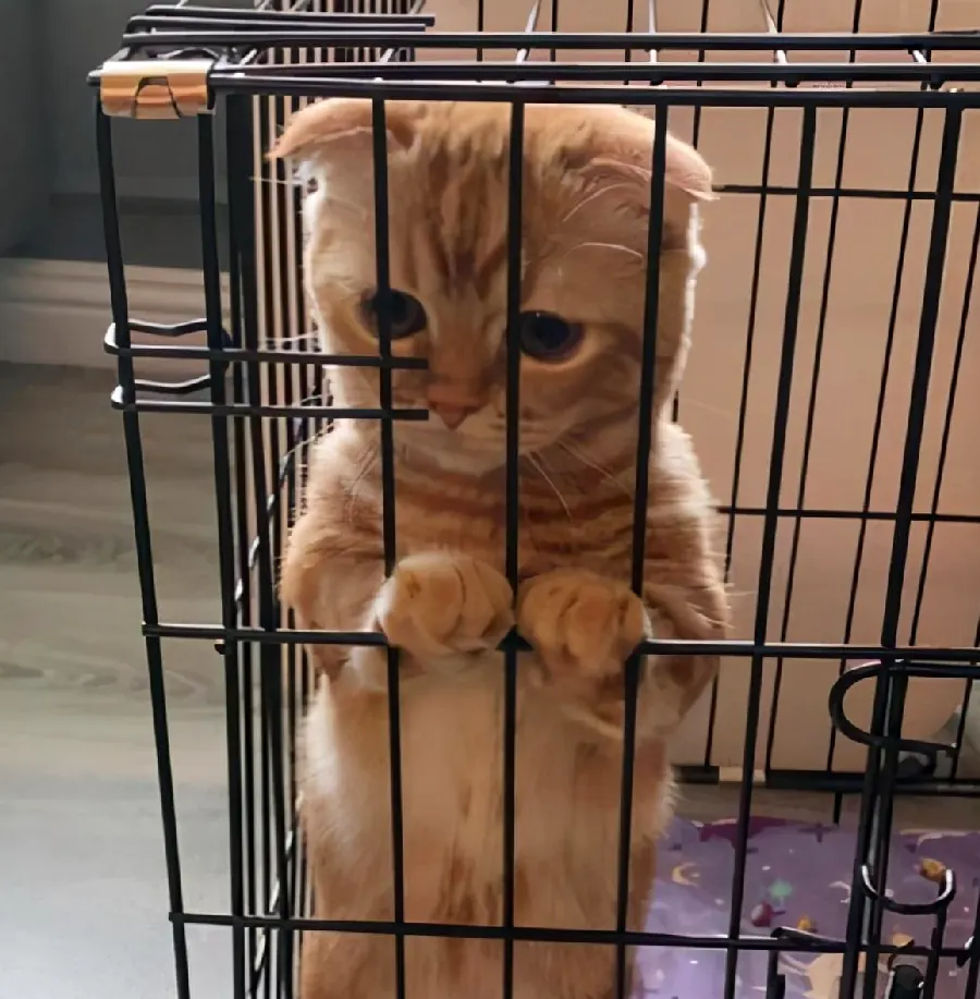 猫咪单独在家能待多久？假期安排指南