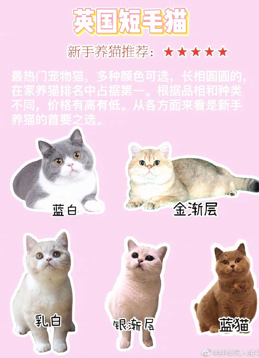 异国短毛猫（加菲）养护：扁平脸的日常示例图