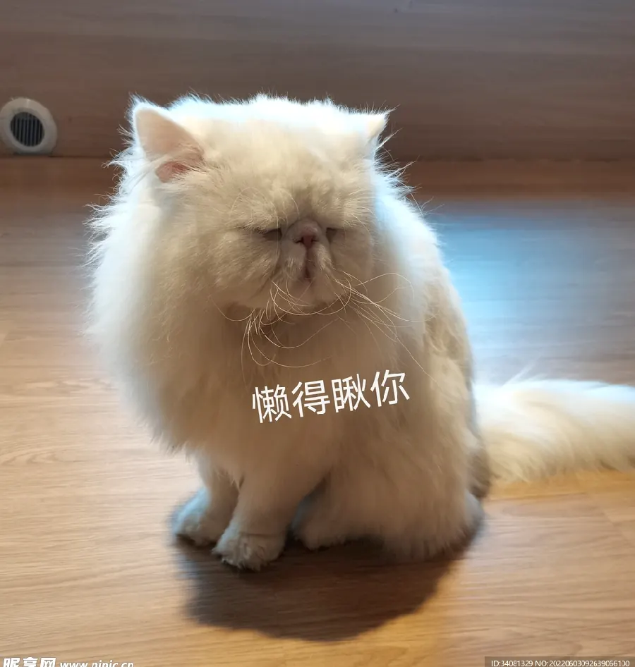 猫咪鼻子湿湿的正常吗？鼻子健康小课堂示例图
