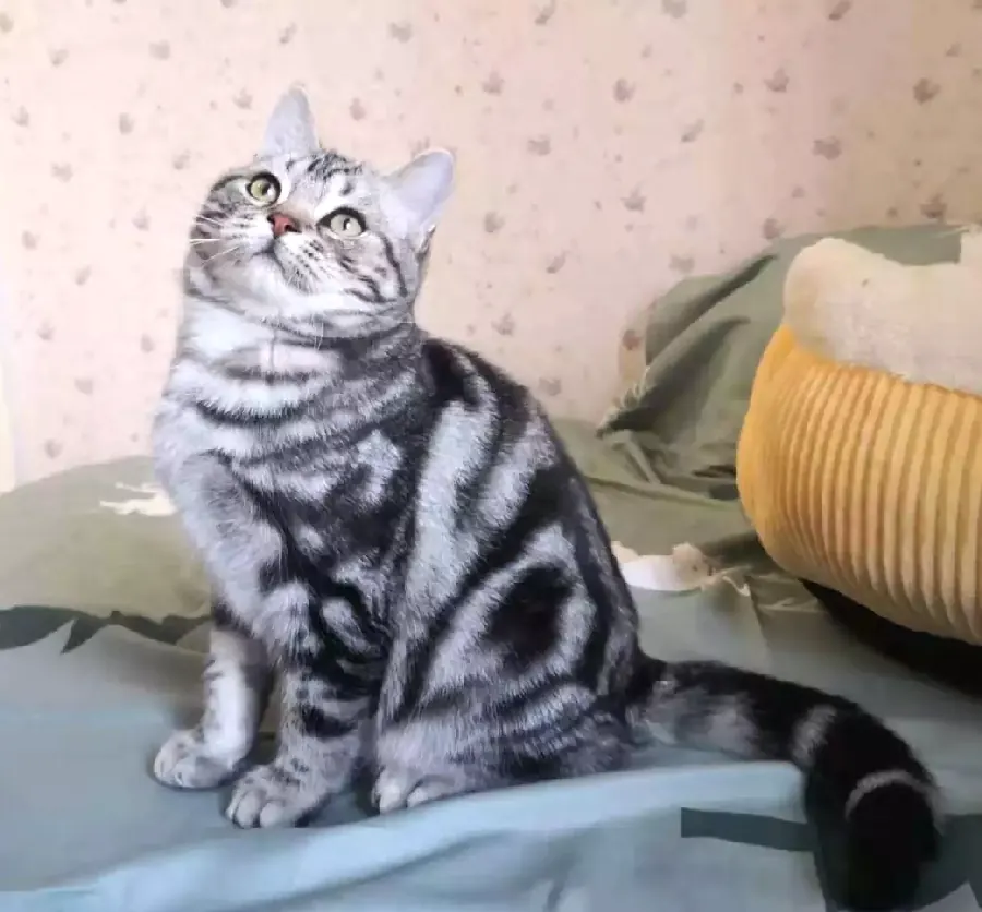 异国短毛猫（加菲）养护：扁平脸的日常示意图