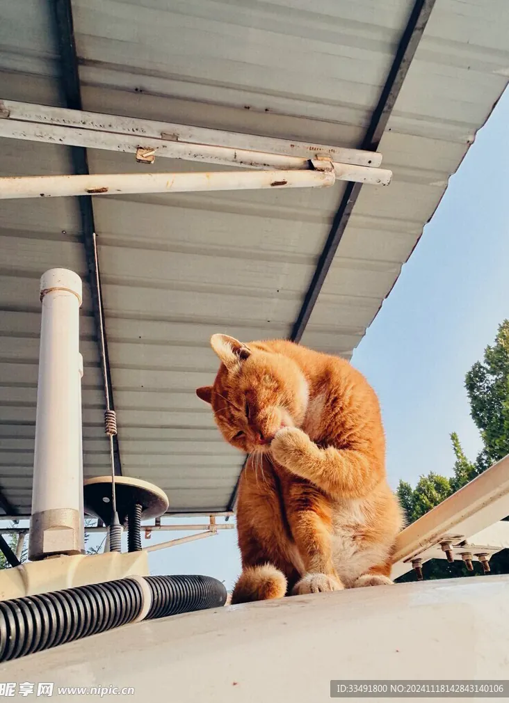 猫咪为什么爱待在高处？领地与安全感