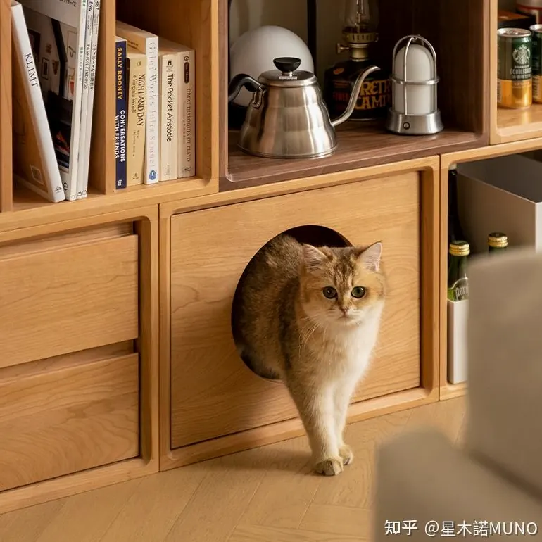 猫咪单独在家能待多久？假期安排指南示例图