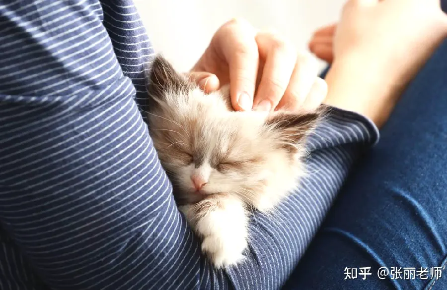 猫毛过敏怎么办？养猫与过敏的共存方案