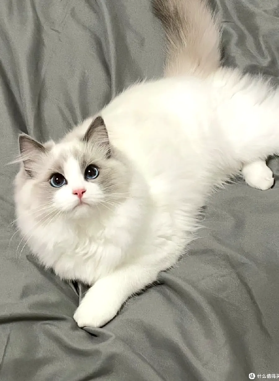 猫咪睡觉的位置说明什么？示意图