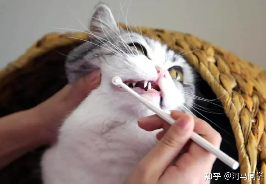 猫咪精神不好怎么判断？生病早期信号