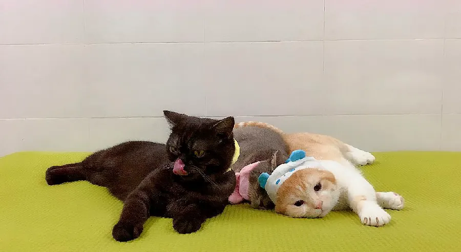 猫咪的耳朵会说话？耳朵语言与听力小知识示意图