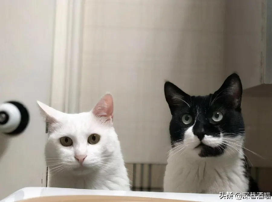 接猫第一周：新手适应期时间表示意图