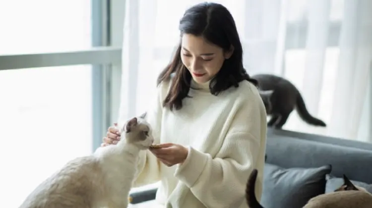 猫毛过敏怎么办？养猫与过敏的共存方案示意图