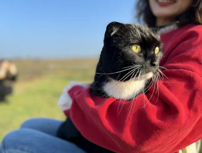 接猫第一周：新手适应期时间表示例图