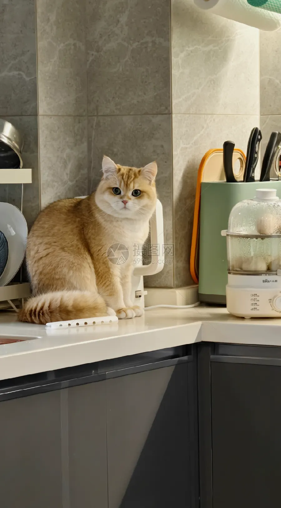 猫咪的耳朵会说话？耳朵语言与听力小知识示例图
